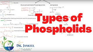 Phospholipids Types and Structure [upl. by Anead]