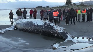 Amazing barnacles on Beached Whale [upl. by Cal]