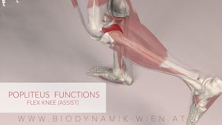 Poplietus Muscle Function Knee Flex Assist 3D Animation [upl. by Leola]