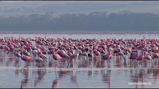 Flamingo Lake Nakuru [upl. by Anatsirhc799]