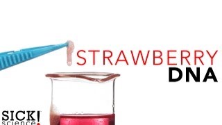 Strawberry DNA  Sick Science 114 [upl. by Nitsirk]