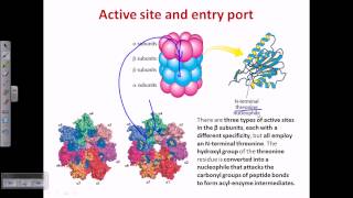 Proteasome and protein degradation [upl. by Assilrac567]