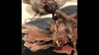 Mexican Black Widow  Latrodectus hesperus quotmexicanusquot [upl. by Esya]