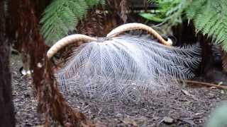 Courtship Behaviour of Superb Lyrebird Menura novaehollandiae [upl. by Rosenstein748]