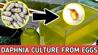 HOW TO HATCH DAPHNIA EGGS  HOW TO CULTURE DAPHNIA [upl. by Tybi563]