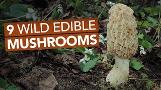 9 Wild Edible Mushrooms You Can Forage This Spring [upl. by Encratis]