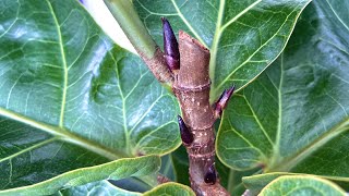 How to produce lots of Ficus Lyrata buds [upl. by Eanram]