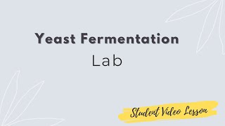 Yeast Fermentation Experiment [upl. by Dieball]