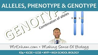 Alleles phenotype and genotype  GCSE Biology 91 [upl. by Nayek453]