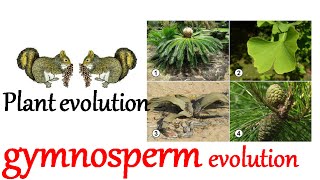 Plant evolution  gymnosperm evolution [upl. by Ahcsap]