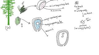 Gymnosperm Life Cycle [upl. by Trin]