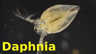 Daphnia [upl. by Berliner]