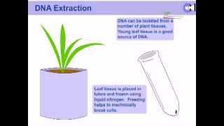 DNA extraction from plants [upl. by Tory744]