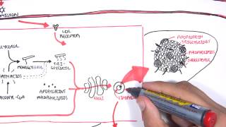 Physiology of Lipoproteins Cholesterol [upl. by Adnerb483]