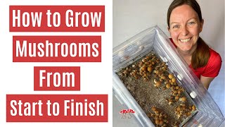 How to Grow Mushrooms from Start to Finish in a Monotub [upl. by Everest34]