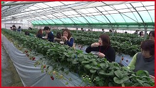 The Success Of Strawberry Farming Japan  Sweet Red Strawberry Japanese Agriculture [upl. by Orson]