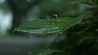 Slow Motion  Rain falling onto leaf [upl. by Sioled]