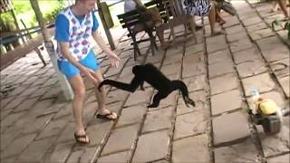 Monkey Gets His Revenge on Tourist in Thailand [upl. by Wright]