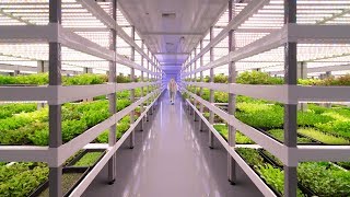 Growing Up How Vertical Farming Works [upl. by Euqinot]