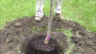 How to plant a potted tree [upl. by Terb]