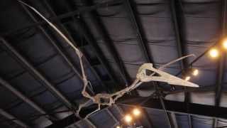 Quetzalcoatlus northropi  Triebold Paleontology [upl. by Peters]