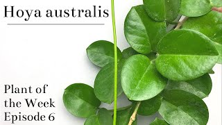 How To Care For Hoya australis  Plant Of The Week Ep 6 [upl. by Adallard]