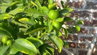 Fruiting Calamondin Kalamansi Citrus Tree in Container [upl. by Keily]