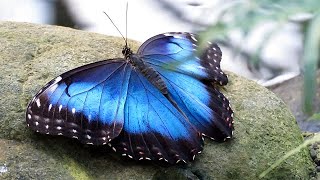 Blue Morpho Butterflies Morpho peleides [upl. by Hsirk]