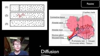 Transport Across Cell Membranes [upl. by Eelyak]