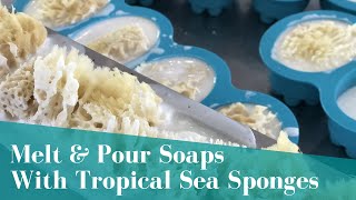 Tropical Sea Sponges Melt amp Pour Soap Project [upl. by Aititel164]