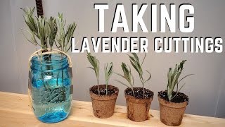 Propagating Lavender by Cuttings 💜 QG Day 22 [upl. by Diskson]