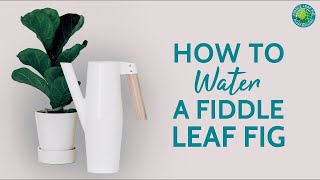 The RIGHT Way To Water Your Fiddle Leaf Fig To Prevent Root Rot  Fiddle Leaf Fig Plant Resource [upl. by Graaf942]