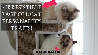 7 Irresistible Ragdoll Cat Personality Traits Thatll Make You Want One [upl. by Odetta608]