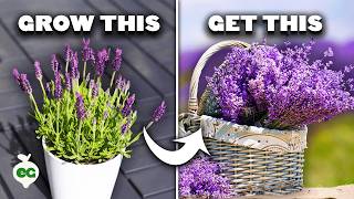 5 Tips to Grow Perfect Lavender [upl. by Oimetra]