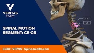 Spinal Motion Segment C5C6 [upl. by Aicxela297]