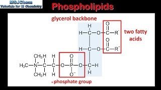 B3 Phospholipids SL [upl. by Felecia]