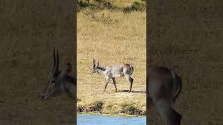 Waterbuck In The Kruger National Park [upl. by Boak]