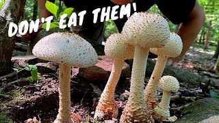 7 Common Poisonous Mushrooms You Should Know [upl. by Llevrac]