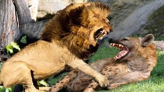 Lion real fight HyenaLion want destroy Hyena to win prey  The short life of Hyena [upl. by Neelahtak]