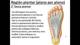 L42  Anatomía topográfica del pie  Anatomía 2  FMed UBA [upl. by Adnert]