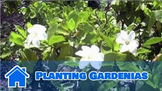 Gardening Tips  Planting Gardenias [upl. by Ellan]