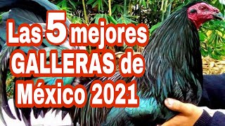 Las 5 mejores Galleras de México 2021 [upl. by Pelagia889]