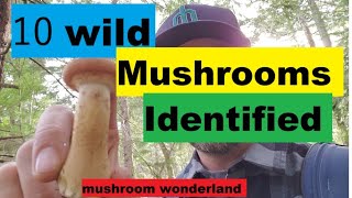 10 Wild Mushrooms in the PNW Identified [upl. by Himelman]