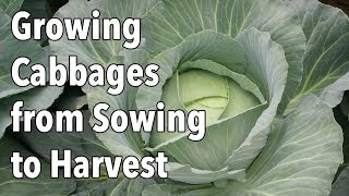 How to grow cabbage very easy [upl. by Analla]