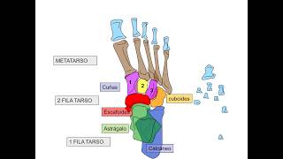 Huesos del del pie  Anatomía pedagógica [upl. by Niatsirt197]