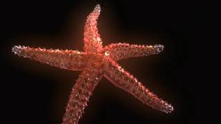 Echinoderm Animation  Sea Star Body Plan [upl. by Aelsel964]