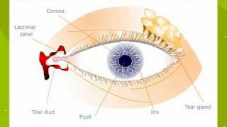 External features of The Human Eye [upl. by Olivia]