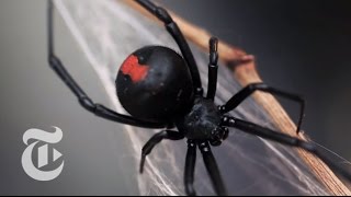 An Encounter With a Black Widow Spider  The New York Times [upl. by Nywde829]