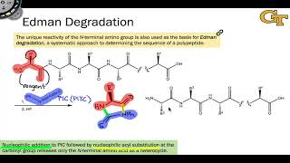 Edman Degradation [upl. by Derby]