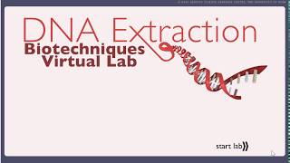 DNA Extraction Virtual Lab [upl. by Aicia]